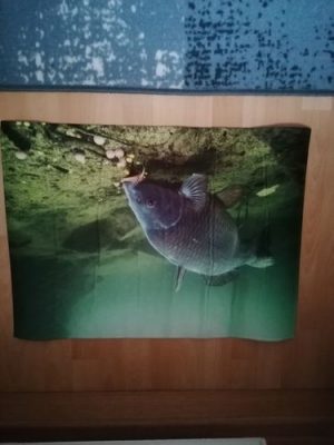 Carp Underwater Teppich photo review