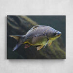 Leinwand - Beautiful Carp