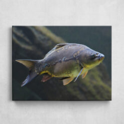 Leinwand - Beautiful Carp