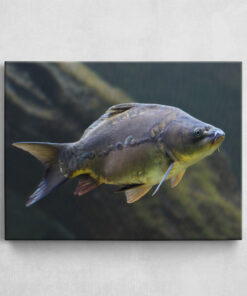 Leinwand - Beautiful Carp