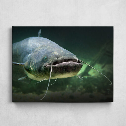 Leinwand - Big Catfish