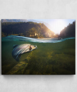 Leinwand - Forelle Sunshine