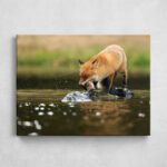 Leinwand - Fuchs beim Fischen