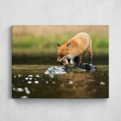 Leinwand - Fuchs beim Fischen