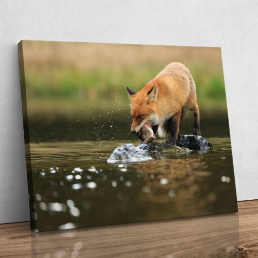 Leinwand - Fuchs beim Fischen – Bild 4