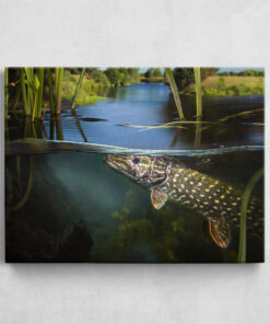 Leinwand - Pike Underwater