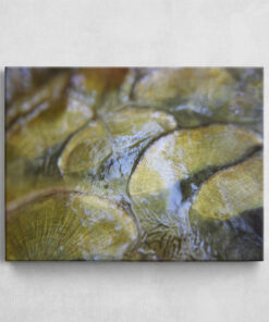 Leinwand - Spieglein - Carp