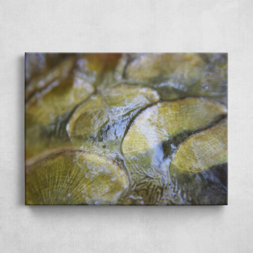 Leinwand - Spieglein - Carp