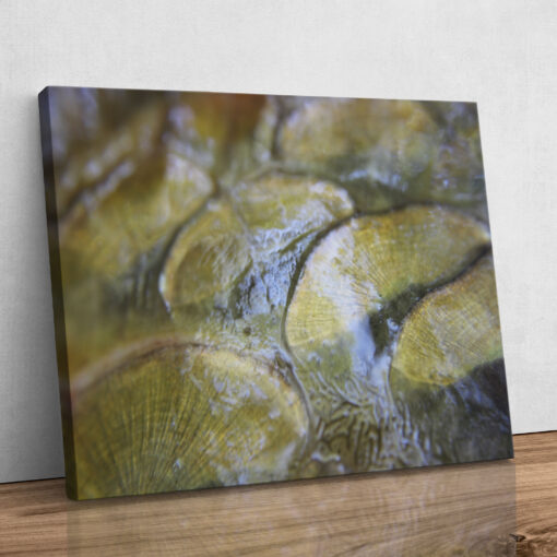Leinwand - Spieglein - Carp – Bild 4