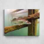 Leinwand - Zander im Lake Bled