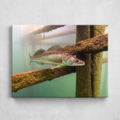 Leinwand - Zander im Lake Bled