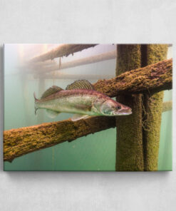 Leinwand - Zander im Lake Bled