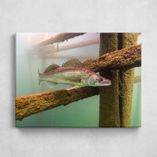 Leinwand - Zander im Lake Bled