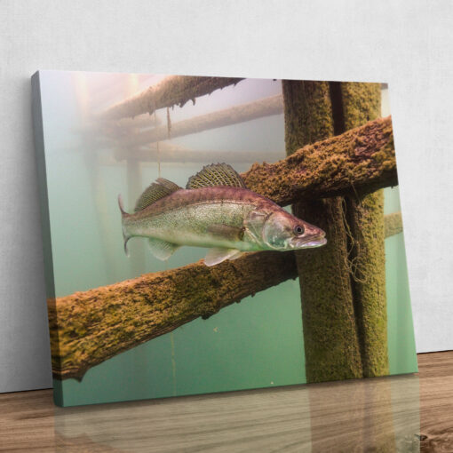 Leinwand - Zander im Lake Bled – Bild 4